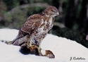 Buteo buteo